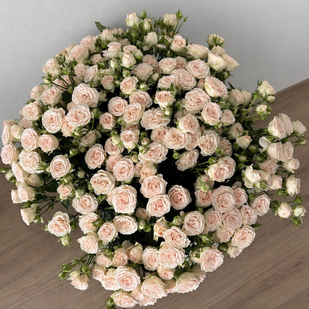 Petal Blush -Spray Roses