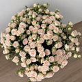 Petal Blush -Spray Roses