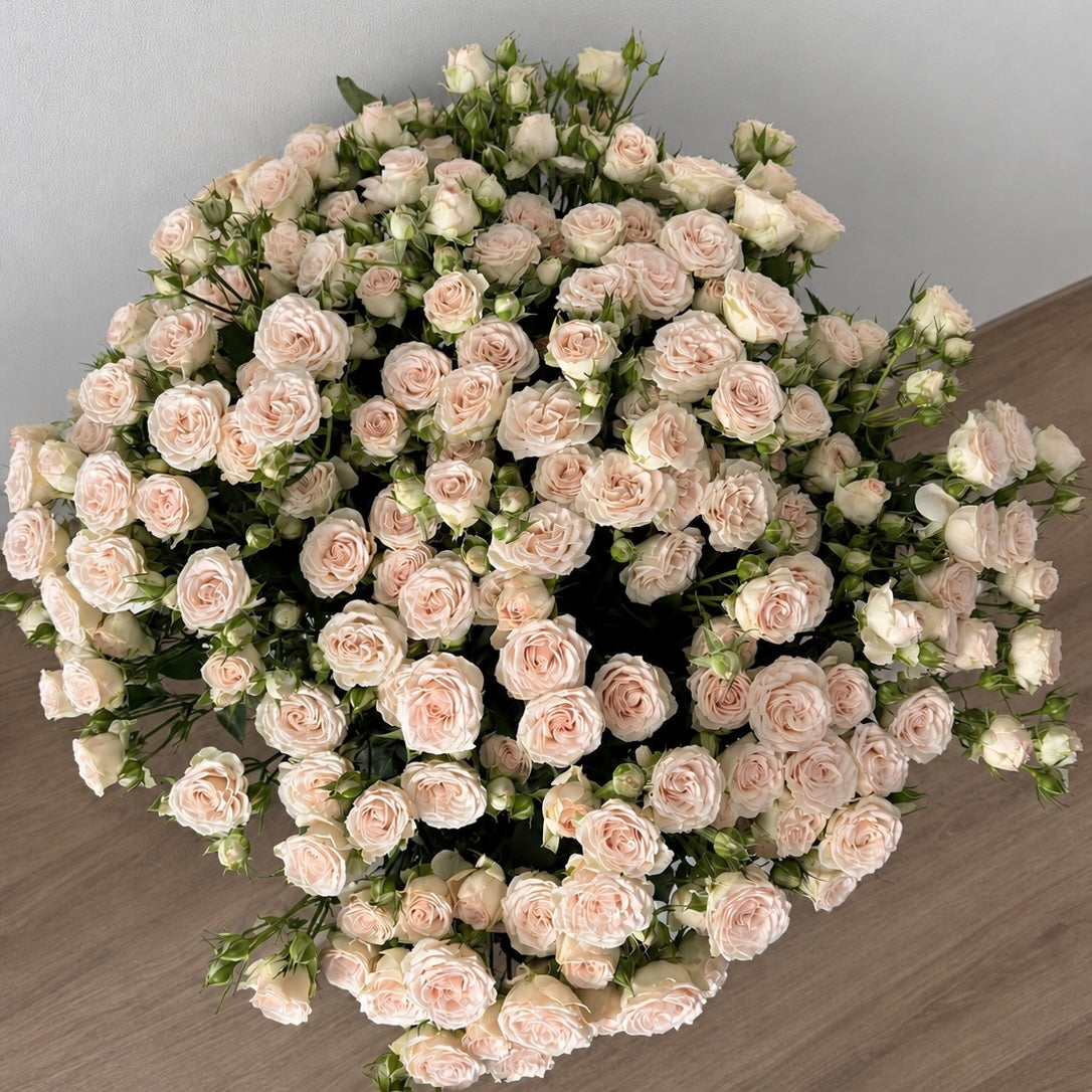 Petal Blush -Spray Roses