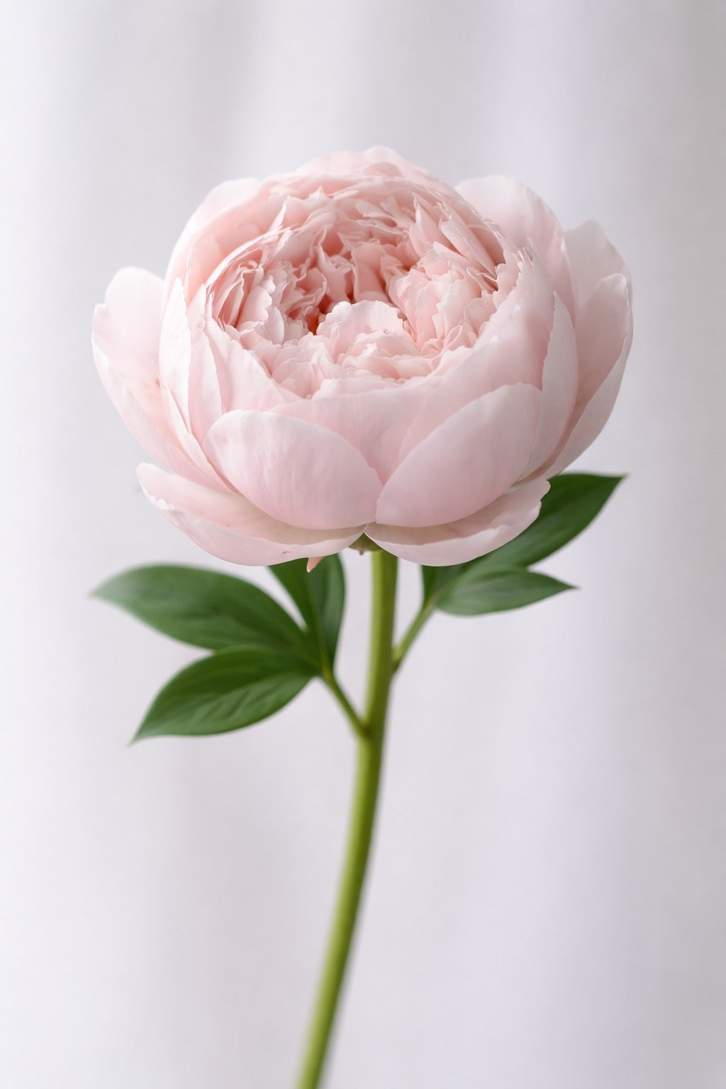 Rosa Eterna- Light Pink Peonies