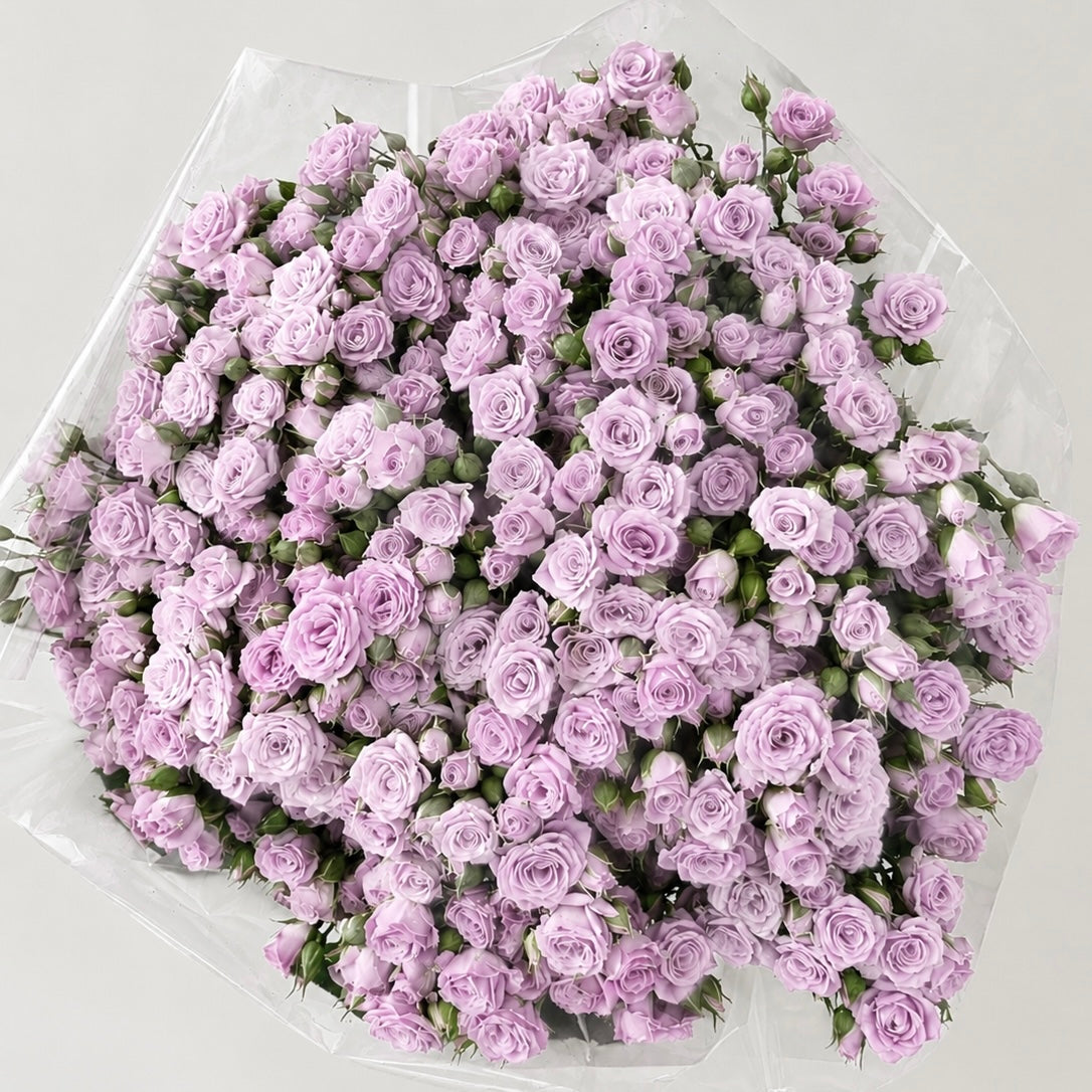 Lilac Whisper- Spray Roses