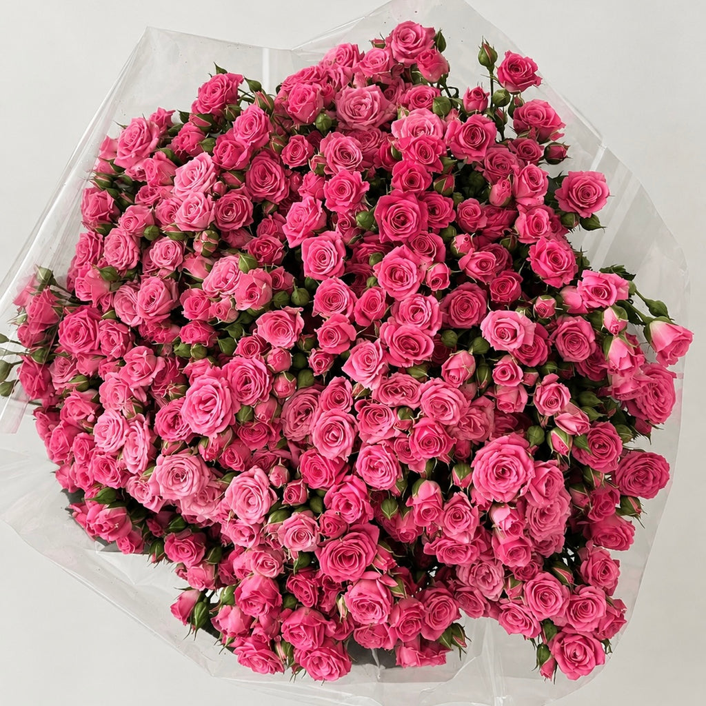 Pink Desire- Spray Roses