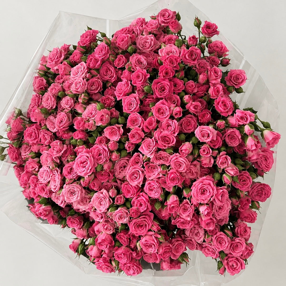 Pink Desire- Spray Roses