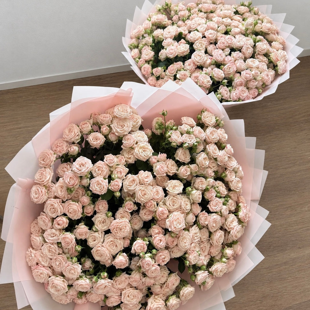 Petal Blush -Spray Roses