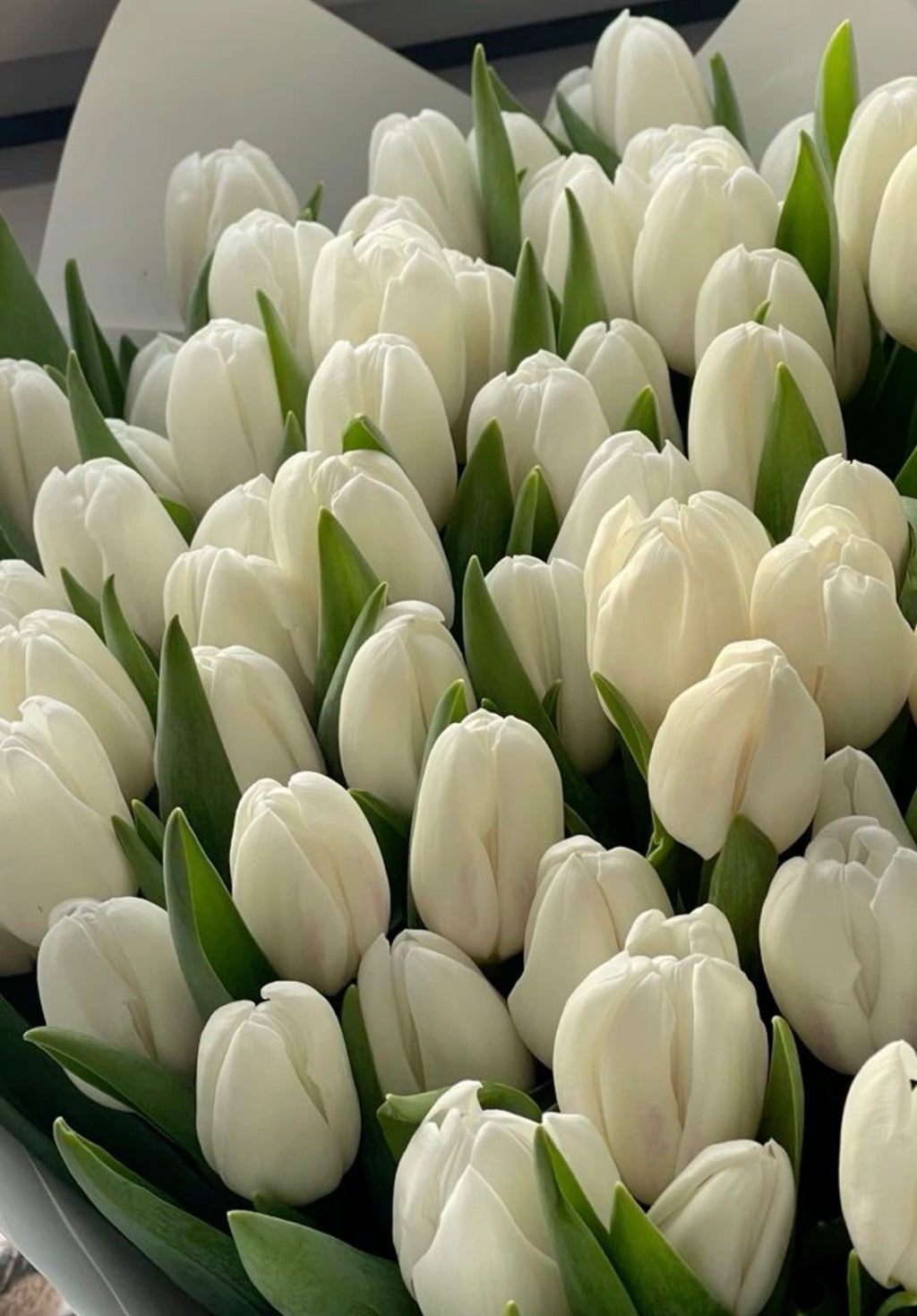 La Pureté Royal- White Tulips