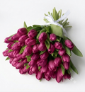 Purple Tulips