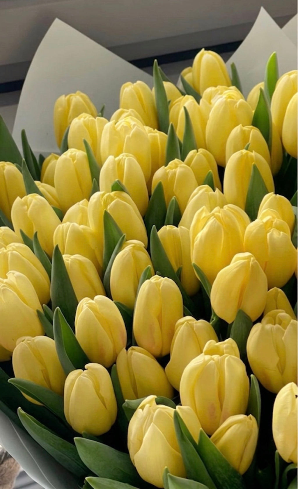 Yellow Tulips