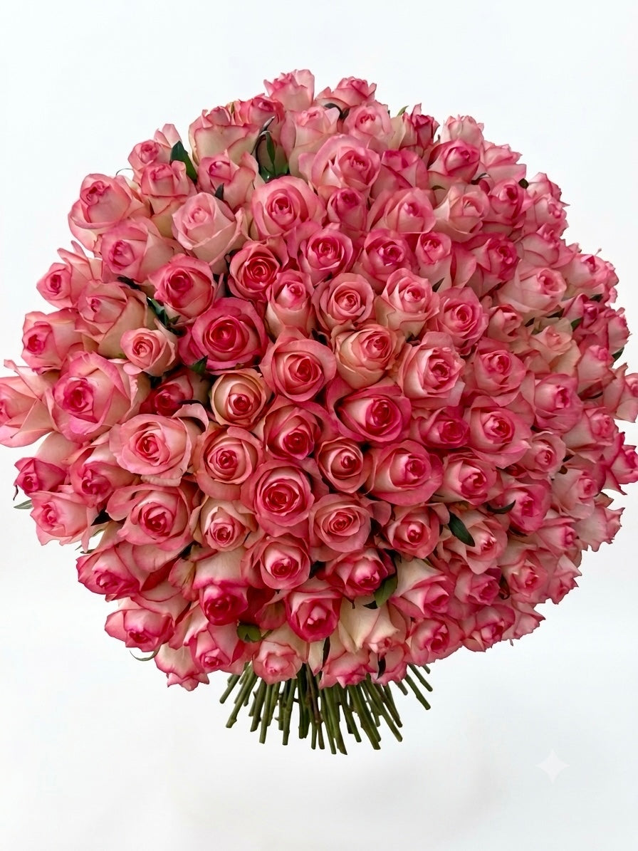 Jumilia Roses