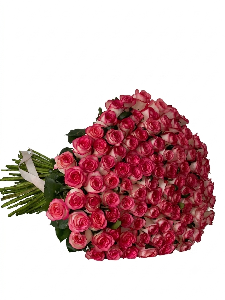 Jumilia Roses