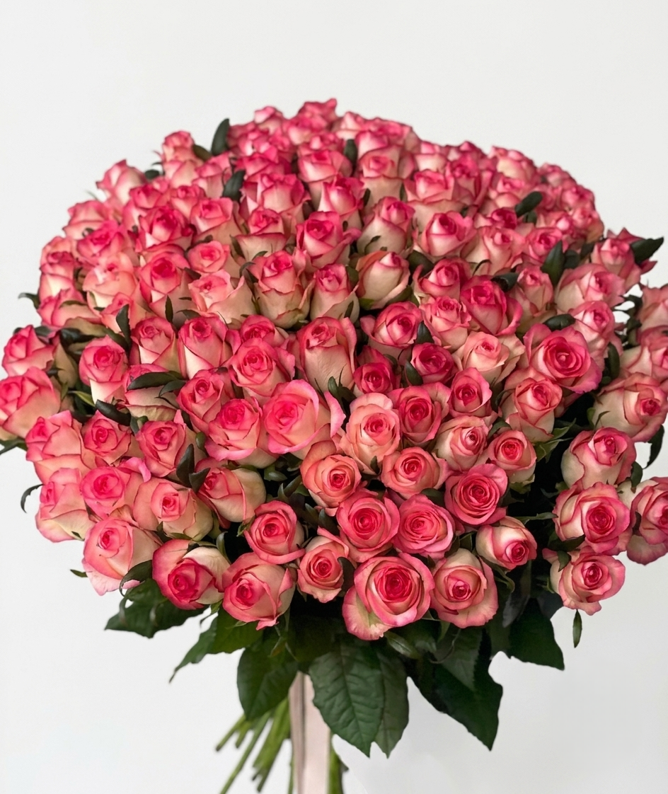 Jumilia Roses