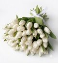 La Pureté Royal- White Tulips