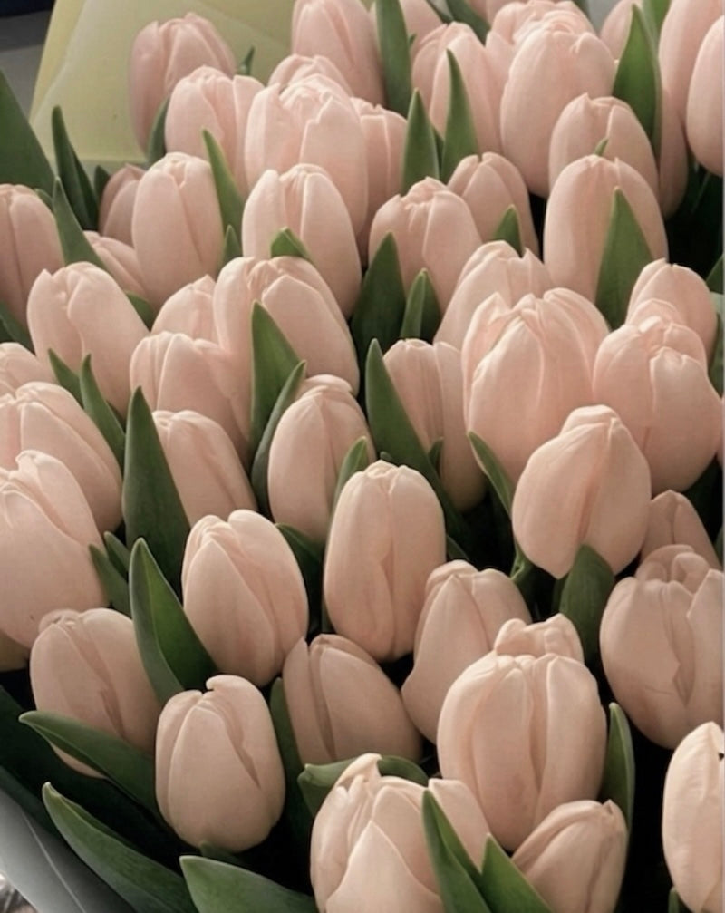 Ballet Slipper- Soft Pink Tulips
