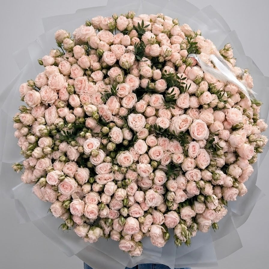 Petal Blush -Spray Roses