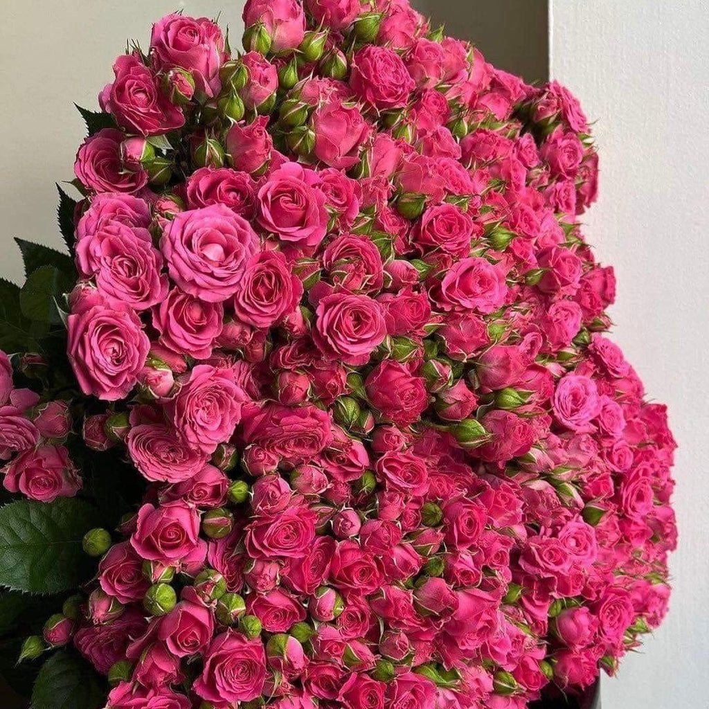 Pink Desire- Spray Roses