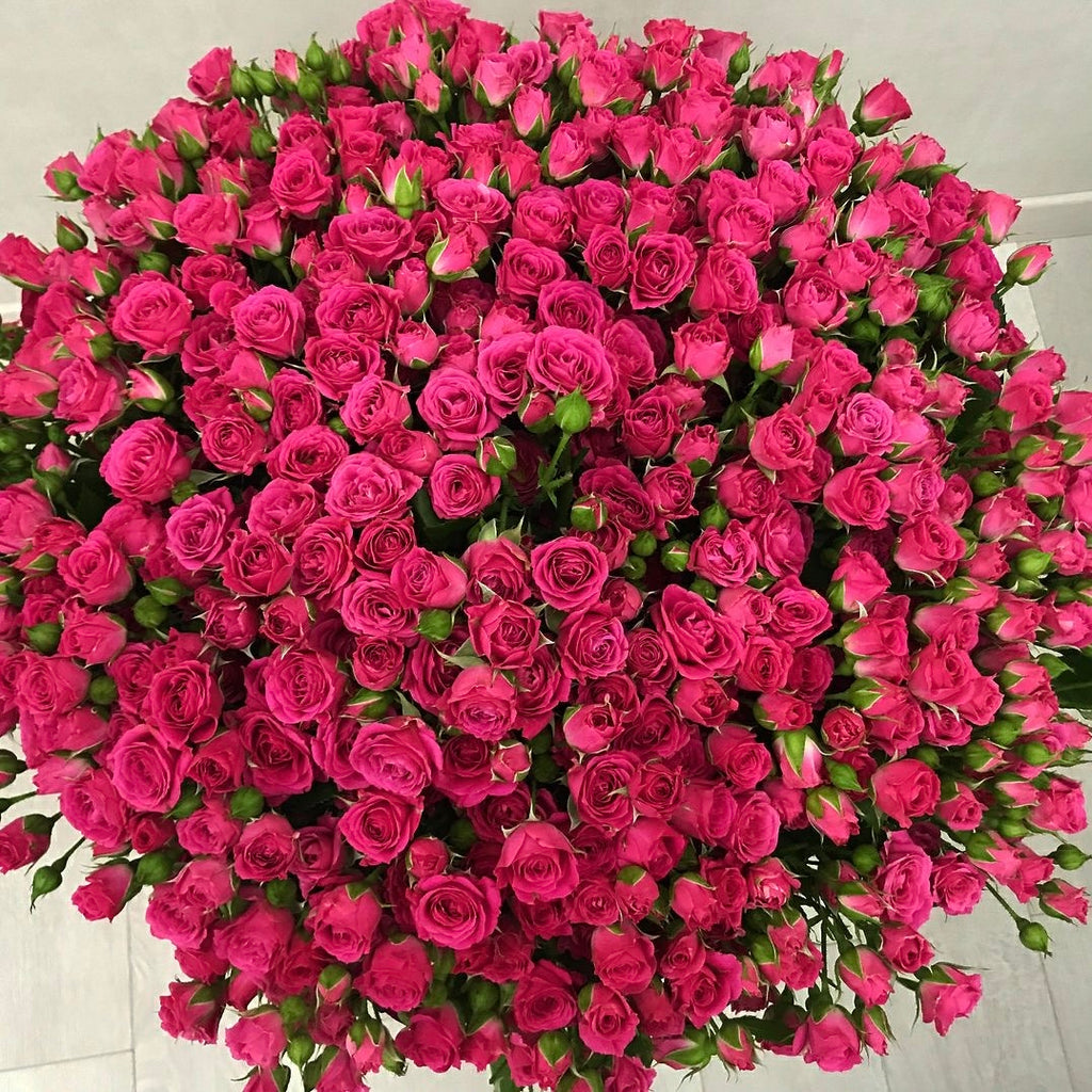 Pink Desire- Spray Roses