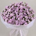 Lilac Whisper- Spray Roses