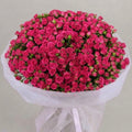 Pink Desire- Spray Roses