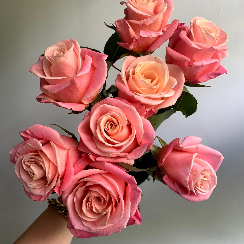 The Coral Muse-Roses