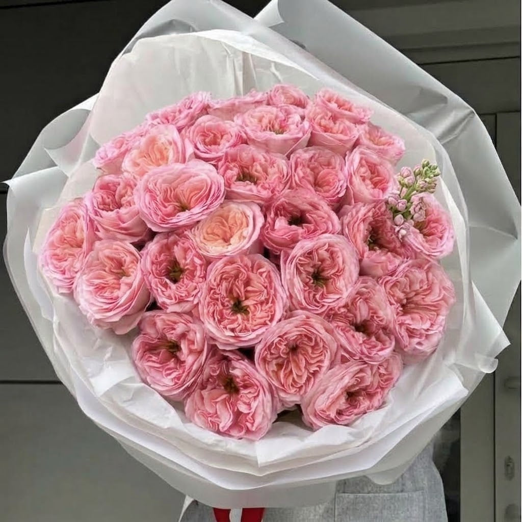 The Mayfair- Mayfield Roses