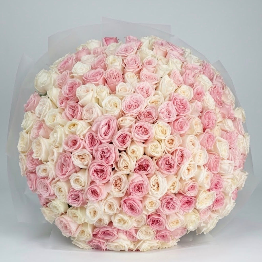 The Belgravia- White and pink roses