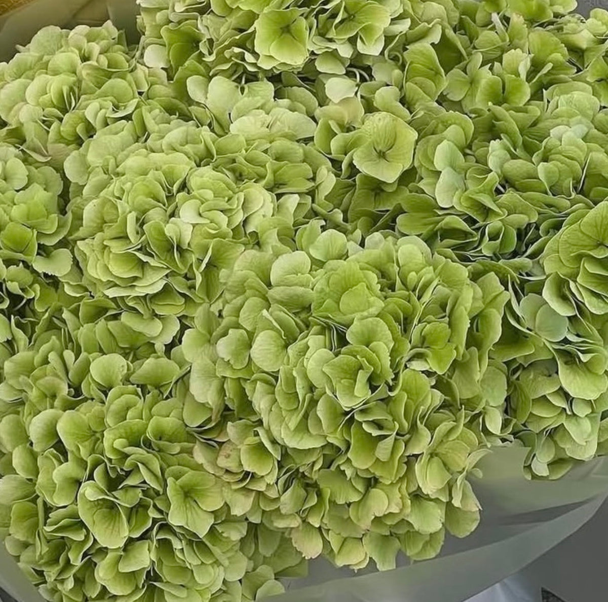 The Olive- Green Hydrangeas