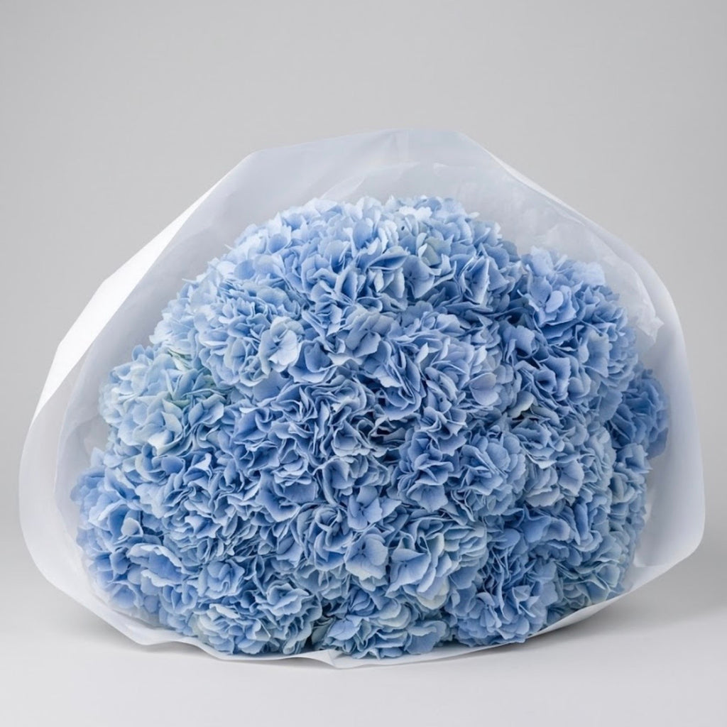 The Céleste- Blue Hydrangea