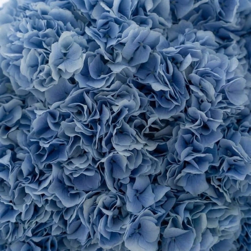 The Céleste- Blue Hydrangea
