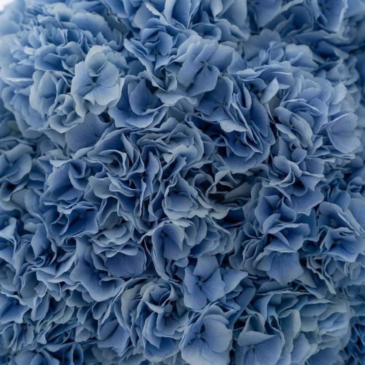 The Céleste- Blue Hydrangea