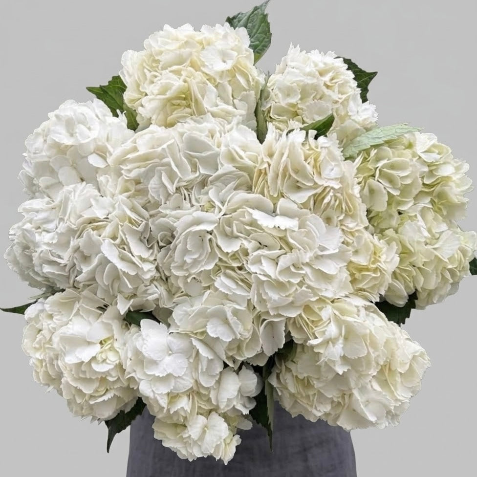 The Westminster -Ivory Hydrangeas