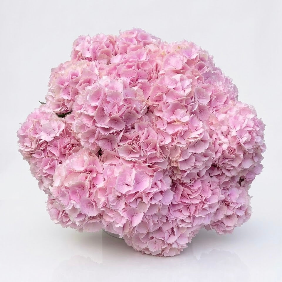 The Pink Pearl- Pink Hydrangea
