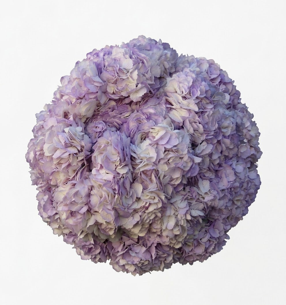The Lavender Luxe- Violet Hydrangeas