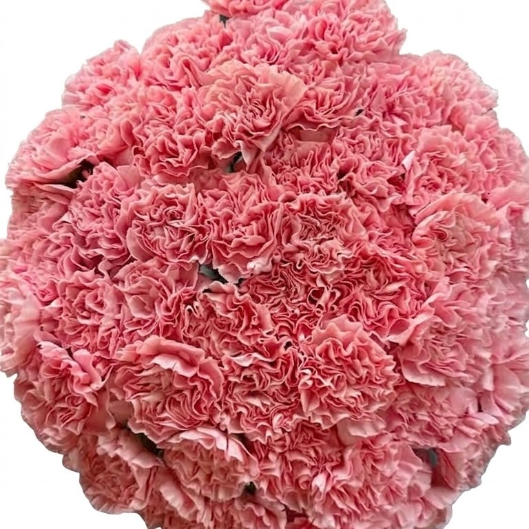 The Pink Velvet- Pink Carnations