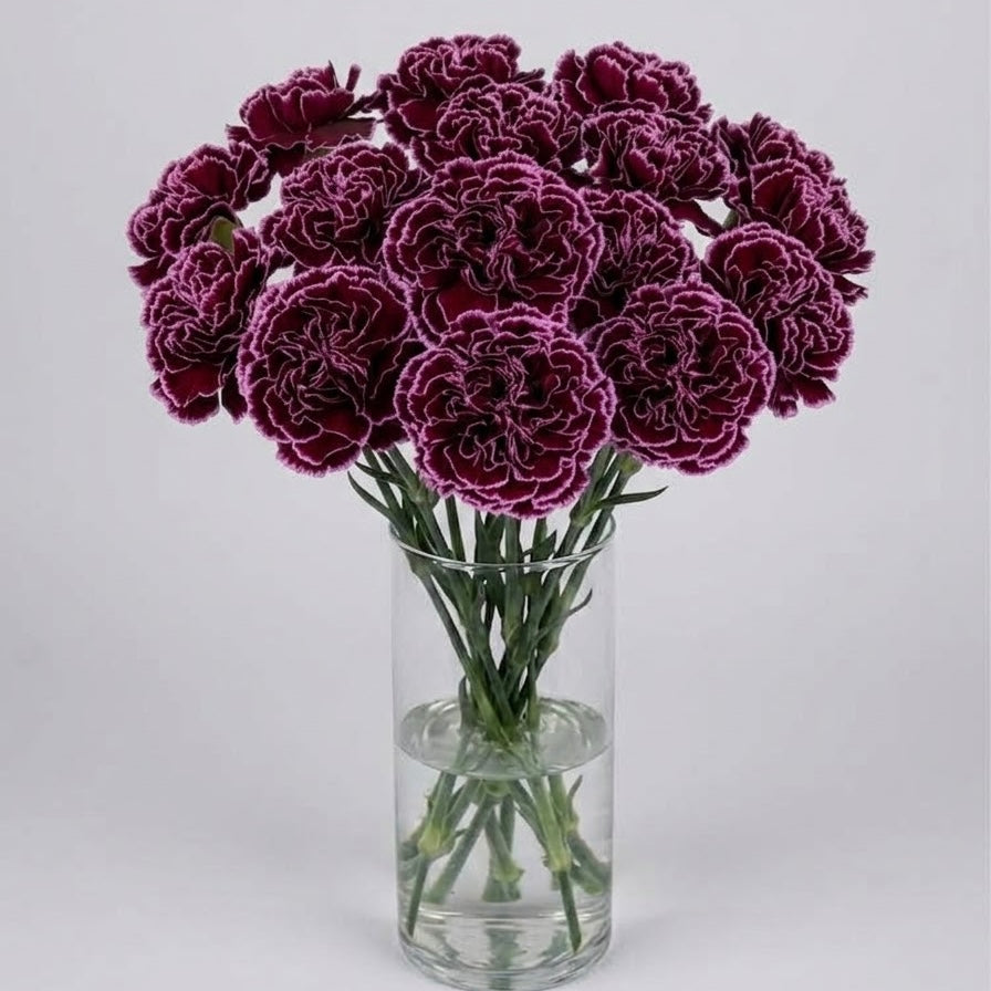 Picotee Purple Carnation Bouquet