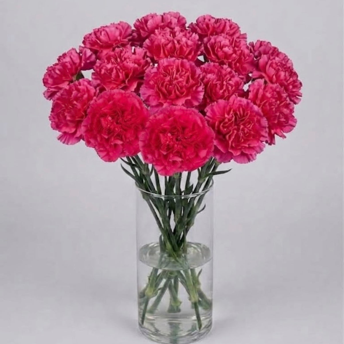Hot Pink Carnation Bouquet