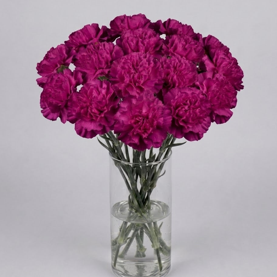 Deep Magenta Carnation Bouquet