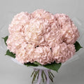 Blush Pink Hydrangea Bouquet