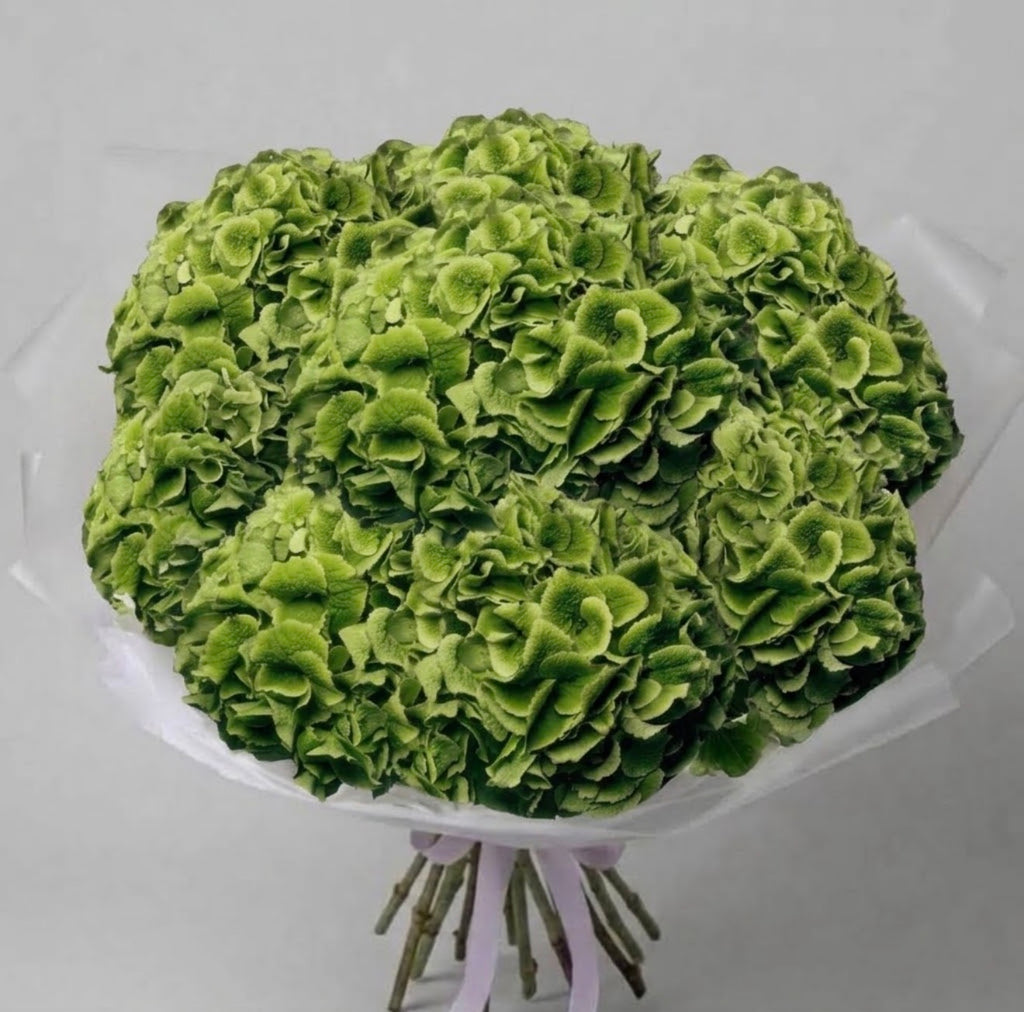 The Olive- Green Hydrangeas