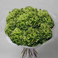 The Olive- Green Hydrangeas